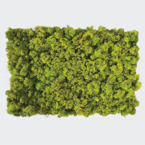 Moss lichene naturale stabilizzato su base forex