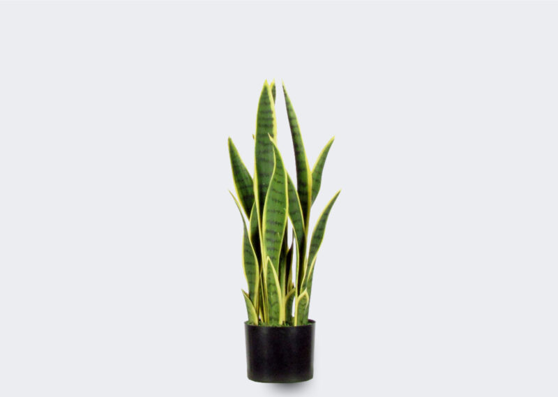 ST273-65V SANSEVERIA