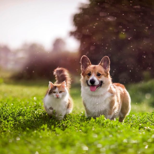 Erba sintetica per animali domestici