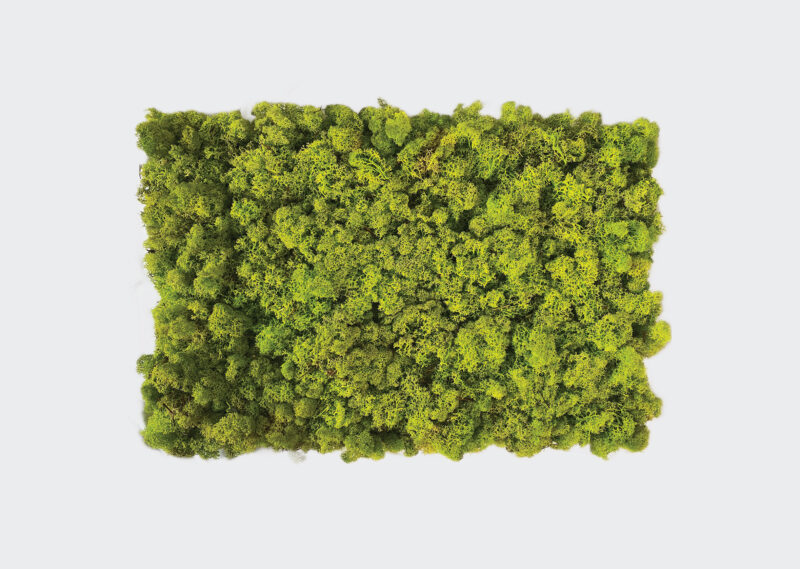 Moss lichene naturale stabilizzato su base in rete