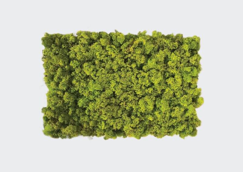 Moss lichene naturale stabilizzato su base forex